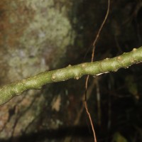 Impatiens grandis B.Heyne