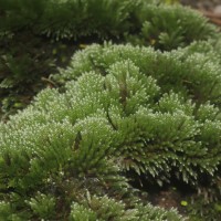 Bryum argenteum  Hedw.