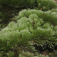Bryum argenteum  Hedw.
