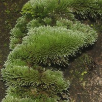 Bryum argenteum  Hedw.