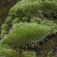 Bryum argenteum  Hedw.