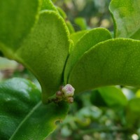 <i>Citrus hystrix</i>  DC.