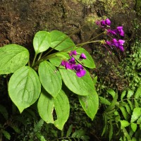 Impatiens janthina Thwaites