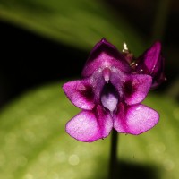 Impatiens janthina Thwaites