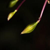 Impatiens janthina Thwaites