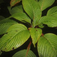 Impatiens macrophylla Gardner ex Hook.