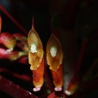 Impatiens macrophylla Gardner ex Hook.