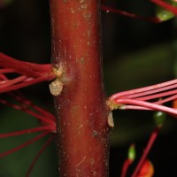 Impatiens macrophylla Gardner ex Hook.