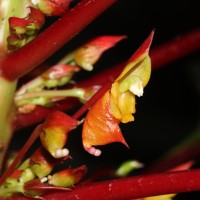 Impatiens macrophylla Gardner ex Hook.