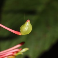 Impatiens macrophylla Gardner ex Hook.