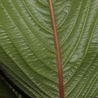 Impatiens macrophylla Gardner ex Hook.