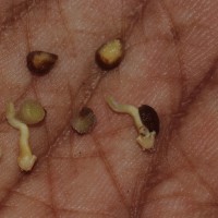 Impatiens macrophylla Gardner ex Hook.