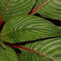 Impatiens macrophylla Gardner ex Hook.