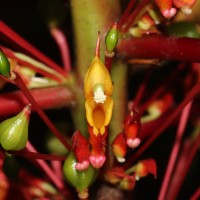 Impatiens macrophylla Gardner ex Hook.
