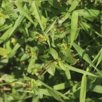 Spermacoce prostrata Aubl.