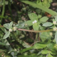 Spermacoce prostrata Aubl.