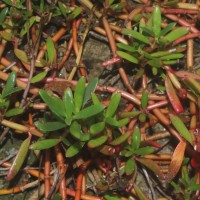 Sesuvium portulacastrum (L.) L.