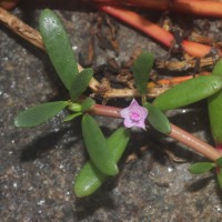 Sesuvium portulacastrum (L.) L.