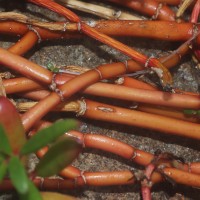 Sesuvium portulacastrum (L.) L.