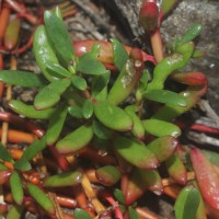Sesuvium portulacastrum (L.) L.