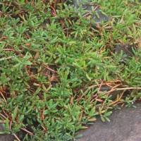 Sesuvium portulacastrum (L.) L.