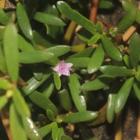 Sesuvium portulacastrum (L.) L.