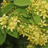 Galphimia gracilis Bartl.