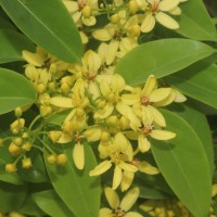 Galphimia gracilis Bartl.