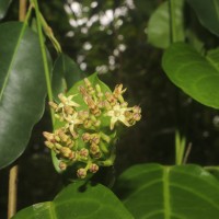 Parsonsia alboflavescens (Dennst.) Mabb.