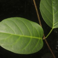 Parsonsia alboflavescens (Dennst.) Mabb.