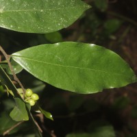 Miliusa zeylanica Gardner ex Hook.f. & Thomson