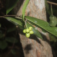 Miliusa zeylanica Gardner ex Hook.f. & Thomson