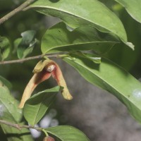 Miliusa zeylanica Gardner ex Hook.f. & Thomson