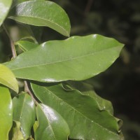 Miliusa zeylanica Gardner ex Hook.f. & Thomson