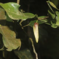 Miliusa zeylanica Gardner ex Hook.f. & Thomson