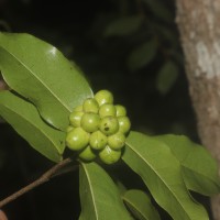 Miliusa zeylanica Gardner ex Hook.f. & Thomson