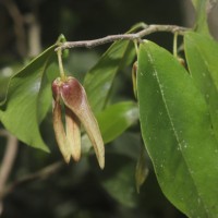 Miliusa zeylanica Gardner ex Hook.f. & Thomson