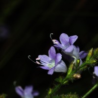 Strobilanthes diandra var. diandra (Nees) Alston