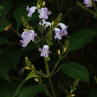 Strobilanthes diandra var. diandra (Nees) Alston