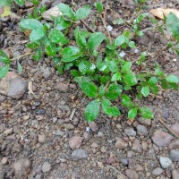 Alternanthera sessilis (L.) R.Br. ex DC.