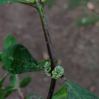 Alternanthera sessilis (L.) R.Br. ex DC.