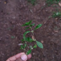 Alternanthera sessilis (L.) R.Br. ex DC.