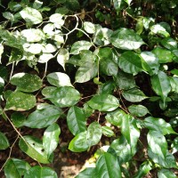 Cleistanthus acuminatus (Thwaites) Müll.Arg.