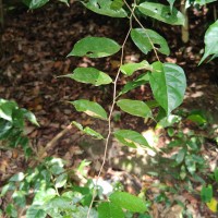 Cleistanthus acuminatus (Thwaites) Müll.Arg.