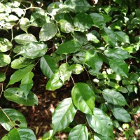Cleistanthus acuminatus (Thwaites) Müll.Arg.