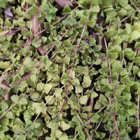 Coleus prostratus (Gürke) A.J.Paton