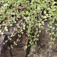 Coleus prostratus (Gürke) A.J.Paton