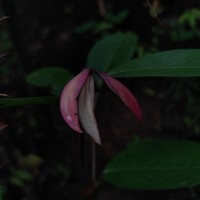 Doona macrophylla Thwaites