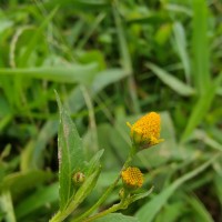 Acmella uliginosa (Sw.) Cass.