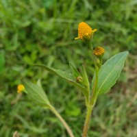 Acmella uliginosa (Sw.) Cass.